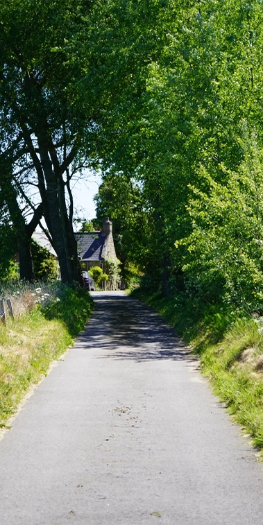 Sunny rural lane framed by tall trees leading to the Mossyards cottages