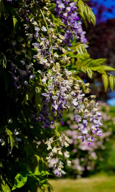Wisteria in full bloom climbing up the sunlit corner of a cottage at Mossyards
