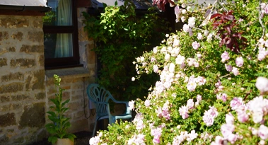 Sunlit cottage corner with flourishing summer roses