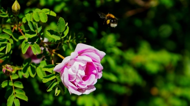 Close-up of a pink rose flower with a bee in mid-flight at Mossyards