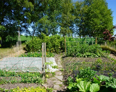 Productive vegetable patch with seasonal crops growing in open ground at Mossyards